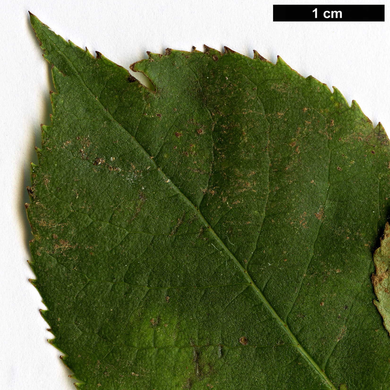High resolution image: Family: Rosaceae - Genus: Sorbus - Taxon: thomsonii